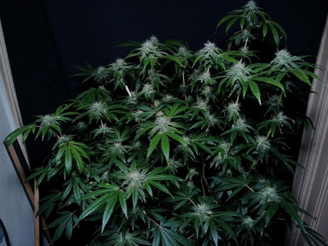 Z 42. Week 14