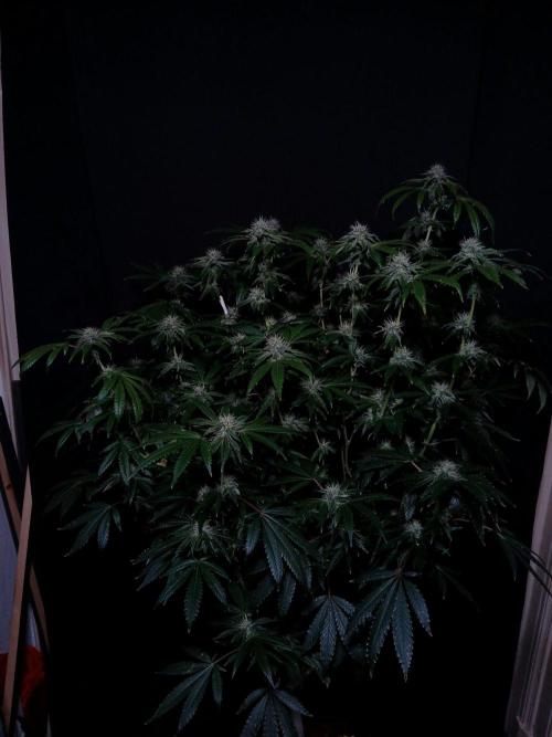 Z 42. Week 14