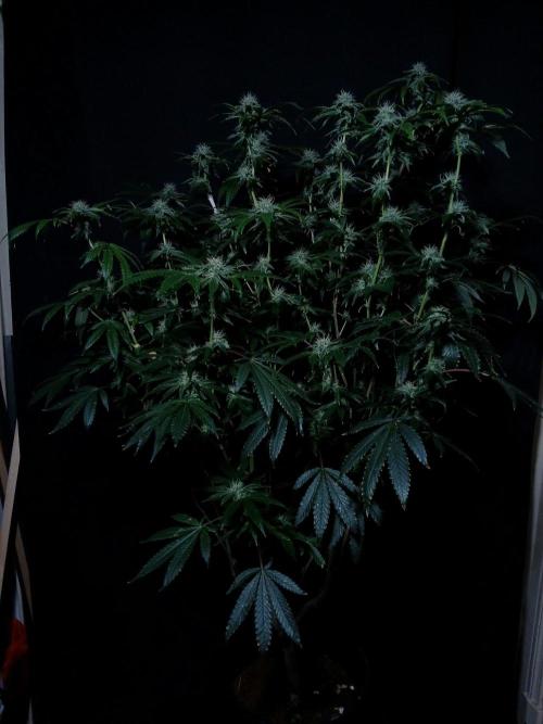 Z 42. Week 14