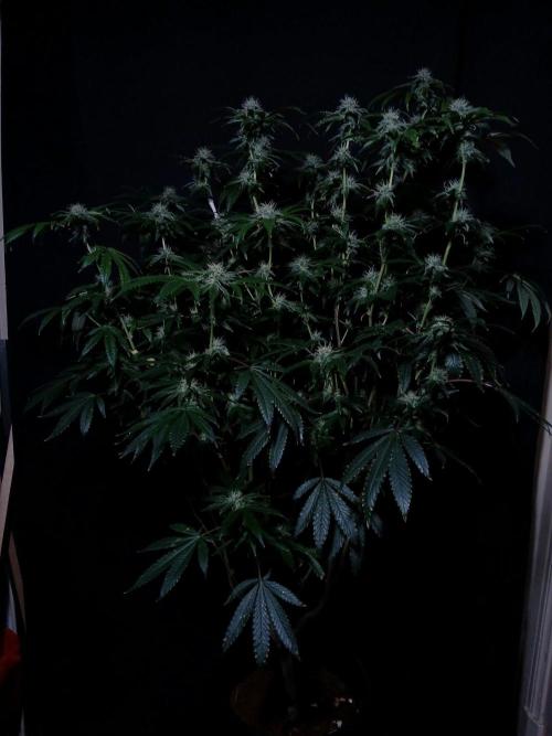 Z 42. Week 14