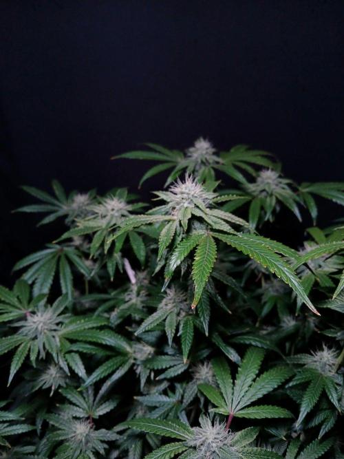 Z 42. Week 14