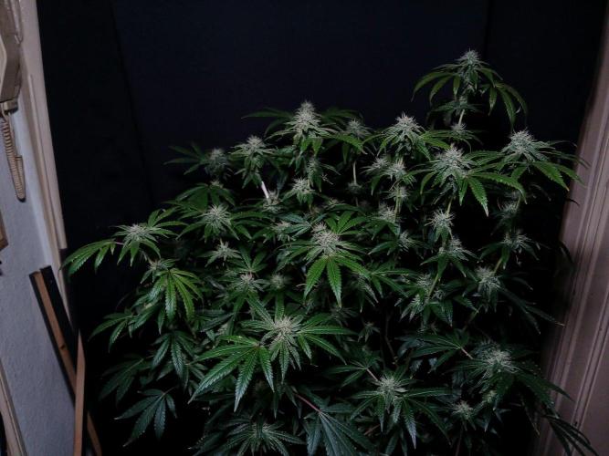 Z 42. Week 14