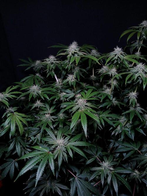 Z 42. Week 14