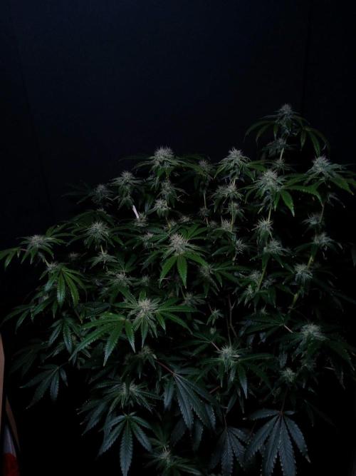 Z 42. Week 14