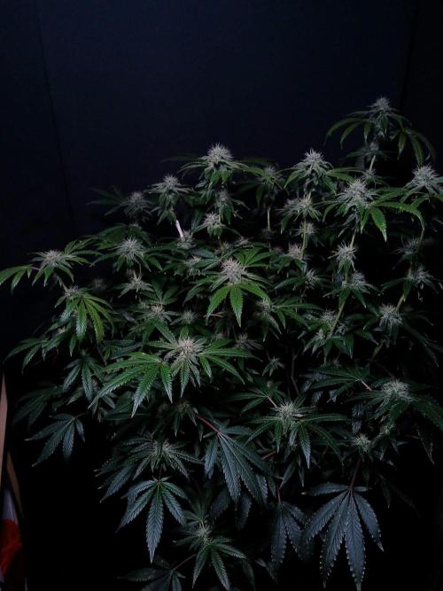 Z42. Week 14