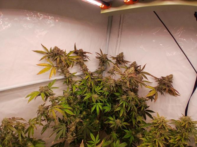 Papaya - Gary Payton. Week 15