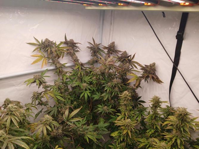 Papaya - Gary Payton. Week 15