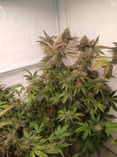 Papaya - Gary Payton. Week 15