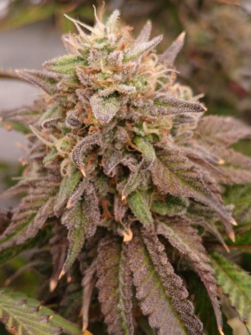 Papaya - Gary Payton. Week 15