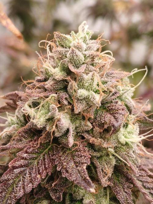 Z 42. Week 17