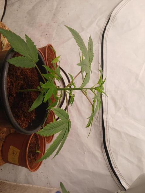 Tropical Ice Cream  one. Week 2