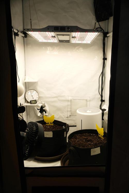 2 Autos 1 Tent. Week 0 - The day of successful germination. I like a clean setup!