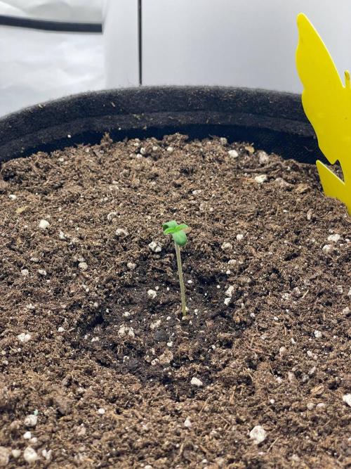 2 Autos 1 Tent. Week 0 - Crystal Candy XL Auto - 16/02/2026 (Day 4)