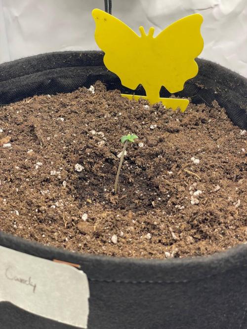 2 Autos 1 Tent. Week 0 - Orange Apricot Glue XL Auto - 16/02/2026  (Day 4)