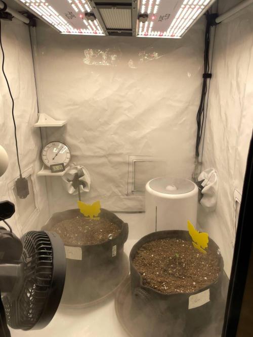 2 Autos 1 Tent. Week 0 - Can't help checkin on them constantly, having a viewing window would come handy.