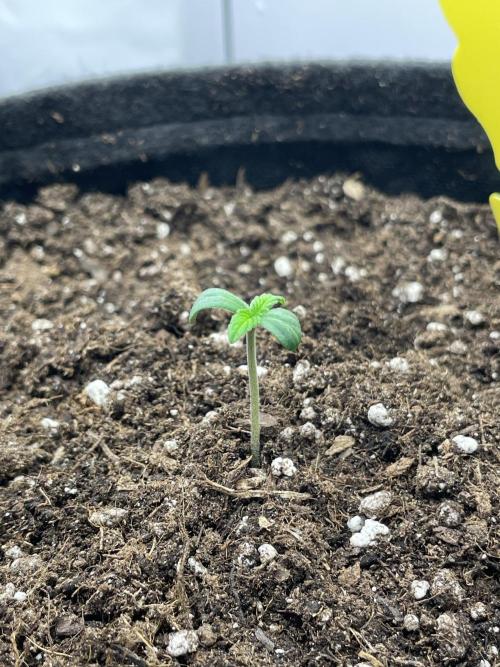 2 Autos 1 Tent. Week 0 - Fixed Candy - Day 5 (Light’s moved closer -35cm-, added soil to cover the stem)