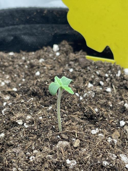 2 Autos 1 Tent. Week 0 - Fixed Glue - Day 5 (Light’s moved closer -35cm-, added soil to cover the stem)