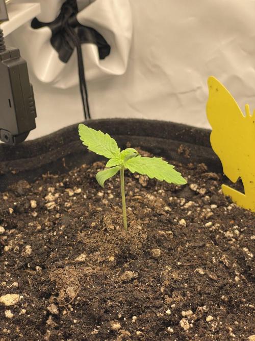 2 Autos 1 Tent. Week 1 - Day 9 - Crytal Candy