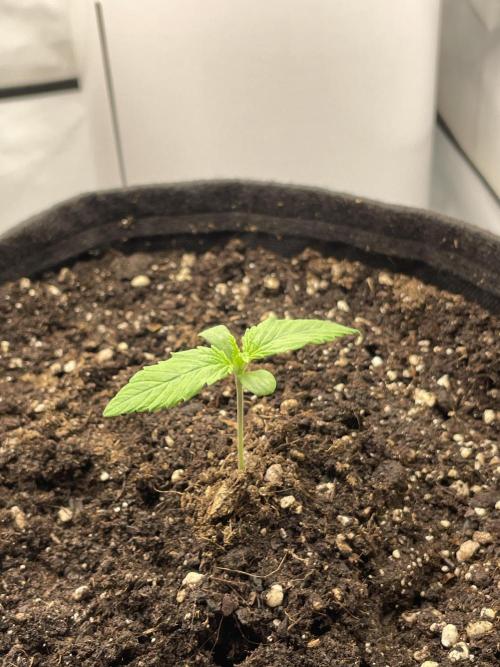 2 Autos 1 Tent. Week 1 - Day 9 - Gorilla Glue
