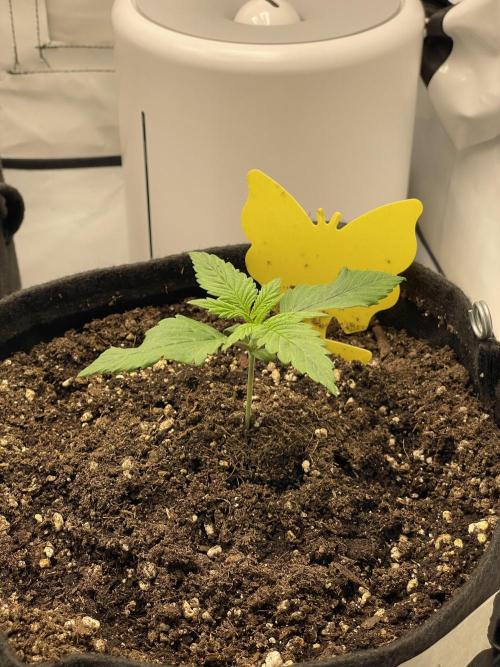 2 Autos 1 Tent. Week 2 - Day 13 - Gorilla Glue