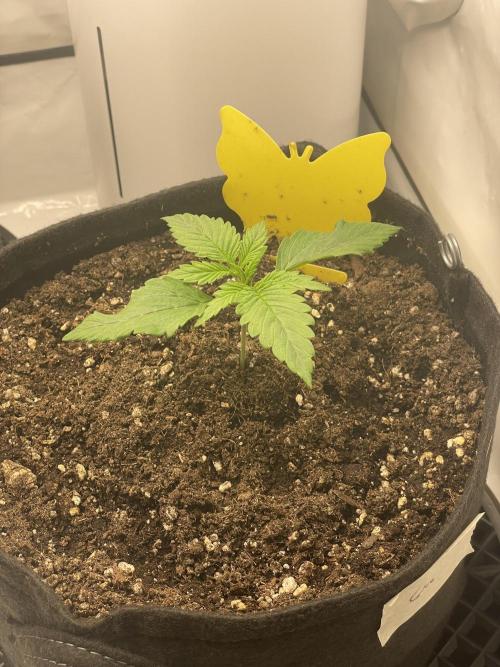 2 Autos 1 Tent. Week 2 - Day 14 - Gorilla Glue