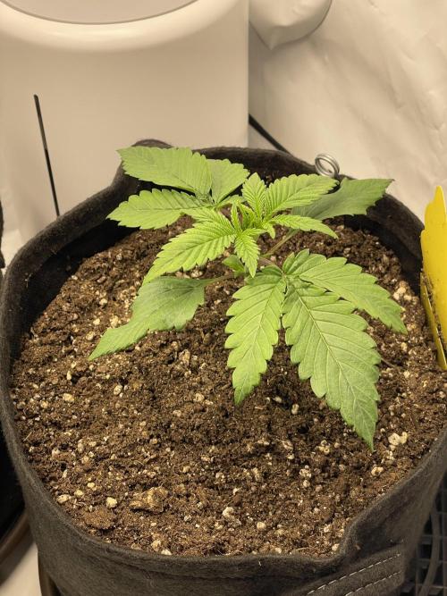 2 Autos 1 Tent. Week 2 - Day 16 - Gorilla Glue