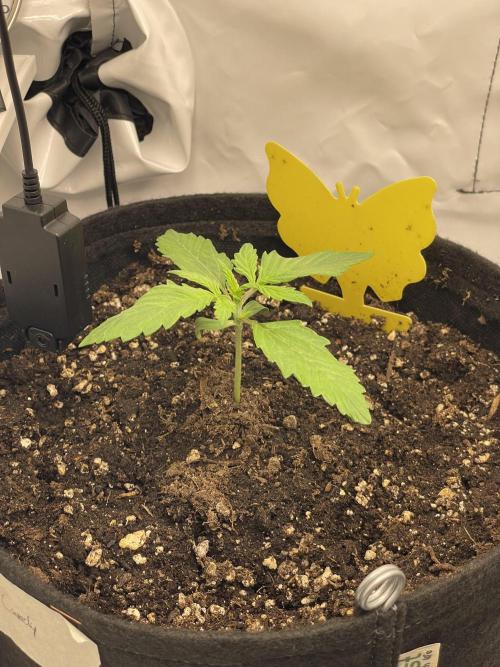 2 Autos 1 Tent. Week 2 - Day 13 - Crystal Candy
