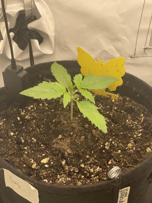 2 Autos 1 Tent. Week 2 - Day 14 - Crystal Candy