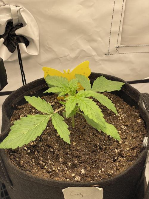2 Autos 1 Tent. Week 2 - Day 16 - Crystal Candy