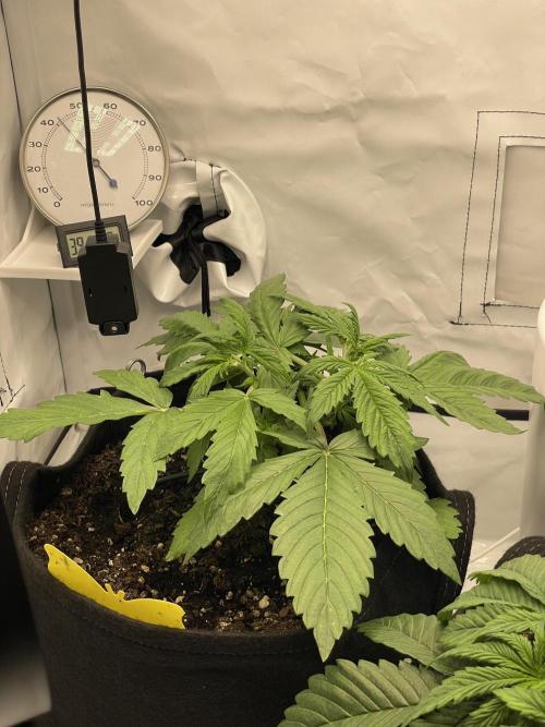 2 Autos 1 Tent. Week 3 - Day 22 - C
