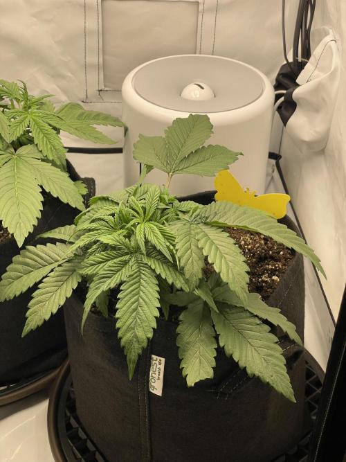2 Autos 1 Tent. Week 3 - Day 22 - G