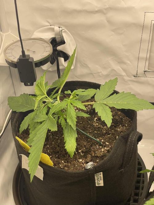 2 Autos 1 Tent. Week 3 - Day 19 - C  - LST