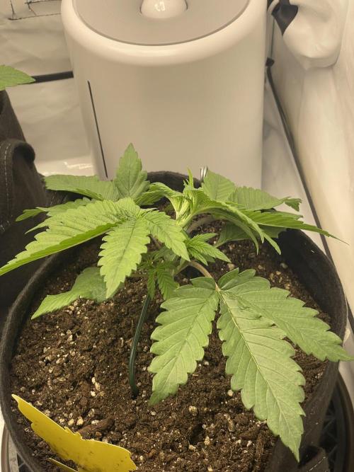 2 Autos 1 Tent. Week 3 - Day 19 - G  - LST