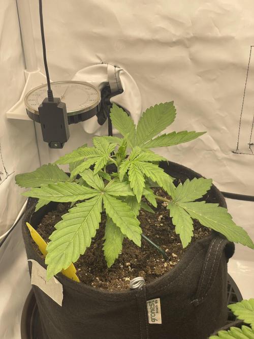 2 Autos 1 Tent. Week 3 - Day 19 - C