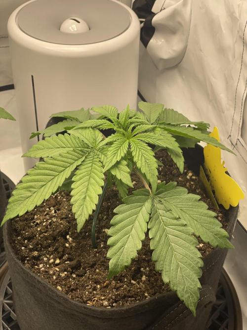 2 Autos 1 Tent. Week 3 - Day 19 - G
