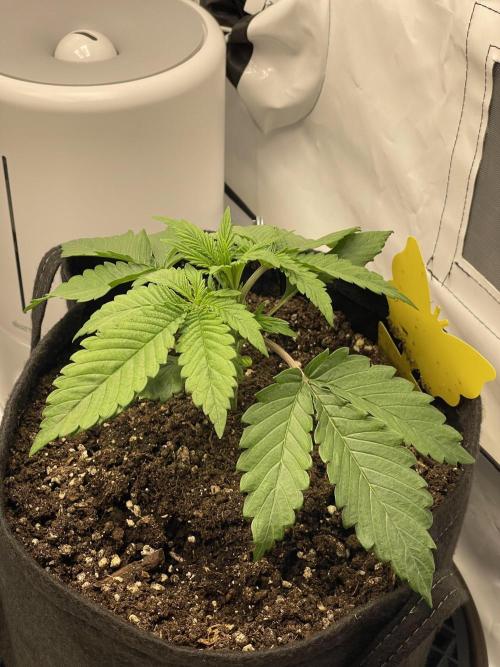 2 Autos 1 Tent. Week 3 - Day 18 - G