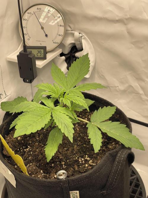 2 Autos 1 Tent. Week 3 - Day 18 - C