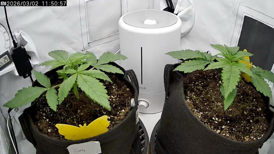 2 Autos 1 Tent. Week 3 - Day 18