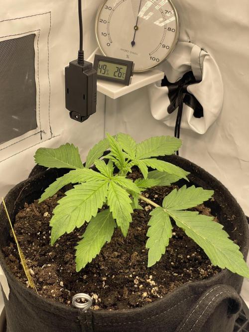 2 Autos 1 Tent. Week 3 - Day 17 - C