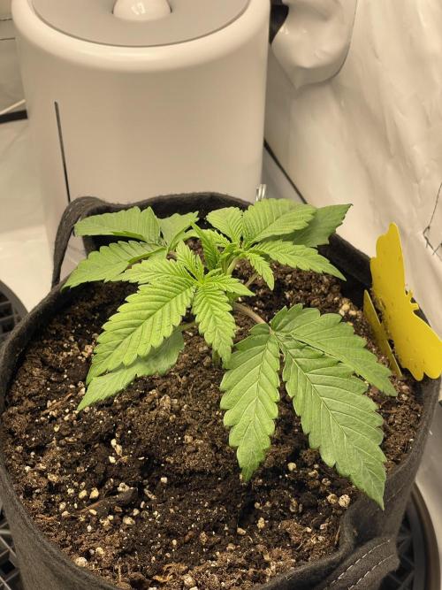 2 Autos 1 Tent. Week 3 - Day 17 - G