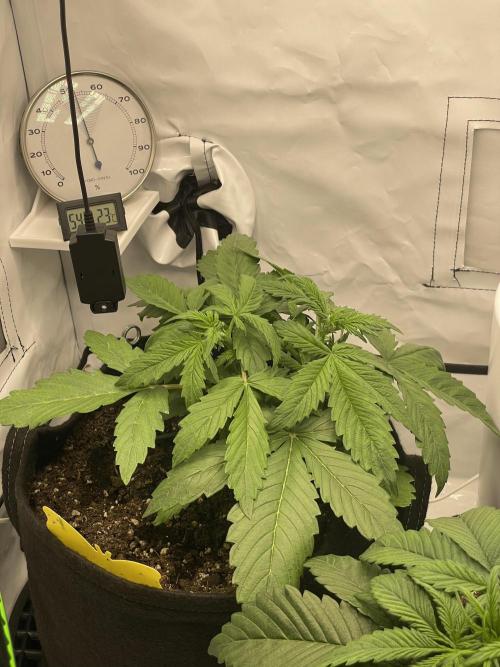 2 Autos 1 Tent. Week 4 - Day 22 - C
