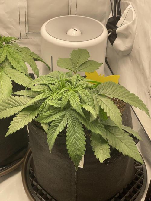 2 Autos 1 Tent. Week 4 - Day 22 - G