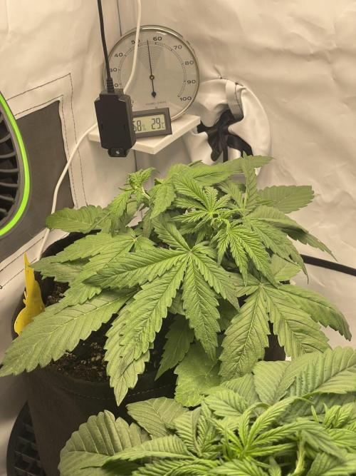 2 Autos 1 Tent. Week 4 - Day 23 - C