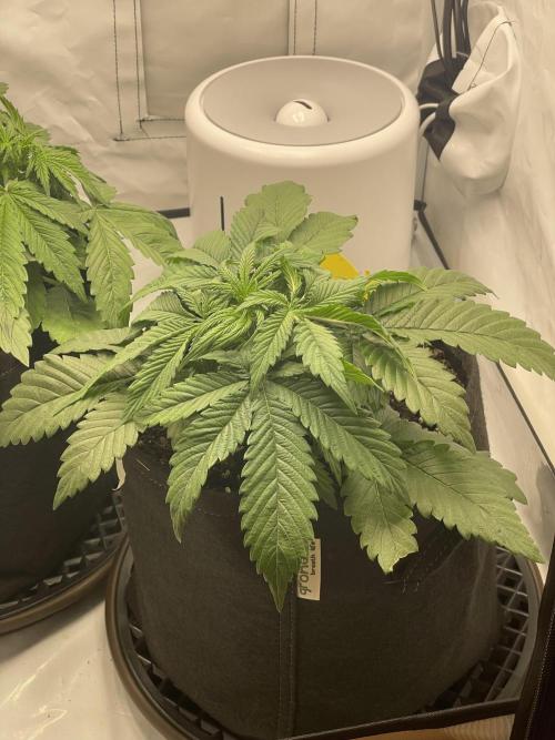 2 Autos 1 Tent. Week 4 - Day 23 - G