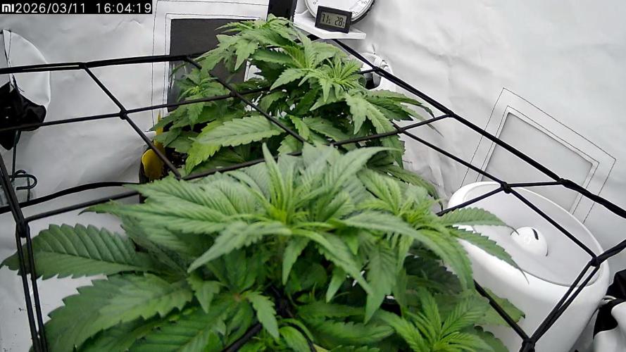 2 Autos 1 Tent. Week 4 - Day 26