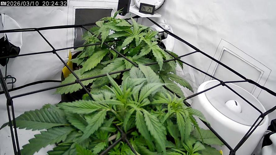 2 Autos 1 Tent. Week 4 - Day 27