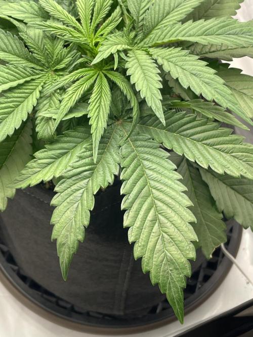 2 Autos 1 Tent. Week 4 - Day 25 - G