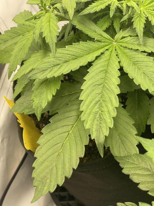 2 Autos 1 Tent. Week 4 - Day 25 - C