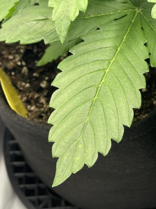 2 Autos 1 Tent. Week 4 - Day 25 - G