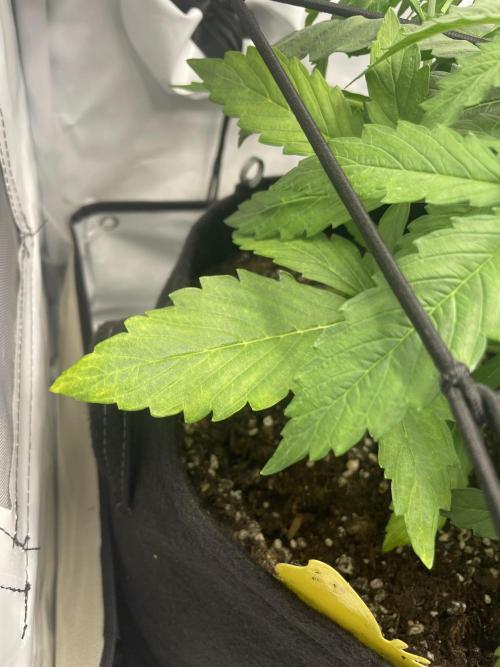2 Autos 1 Tent. Week 4 - Day 27 - C